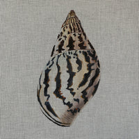 Seashell Front & Back