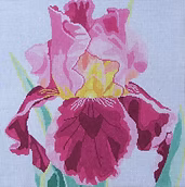 Wine & Roses Iris