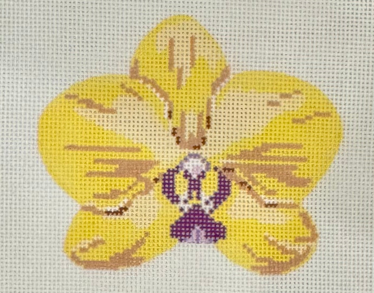 Yellow Orchid