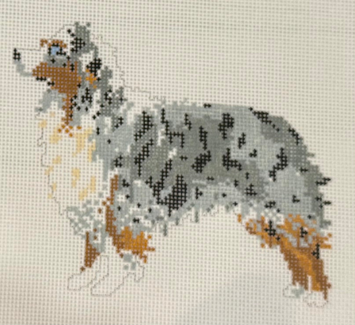 Australian Shepard