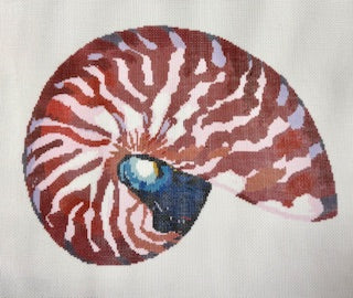 Red Nautilus Shell