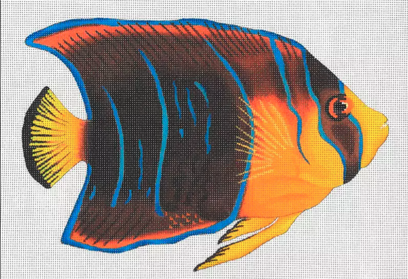 Giant King Angelfish