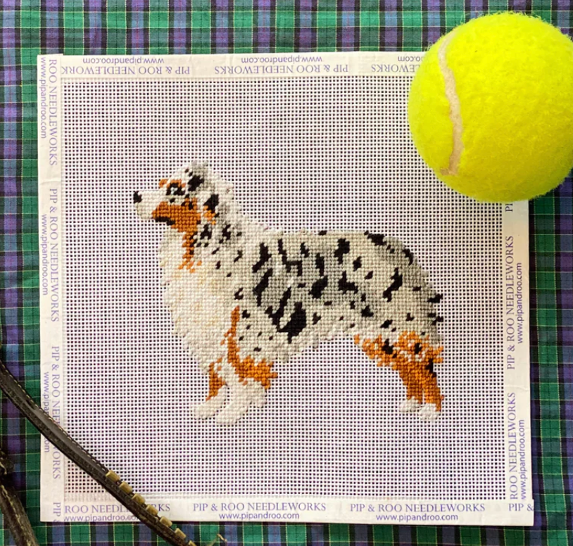 Australian Shepard