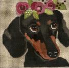 Dachshund 4