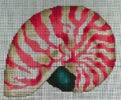 Coral Nautilus