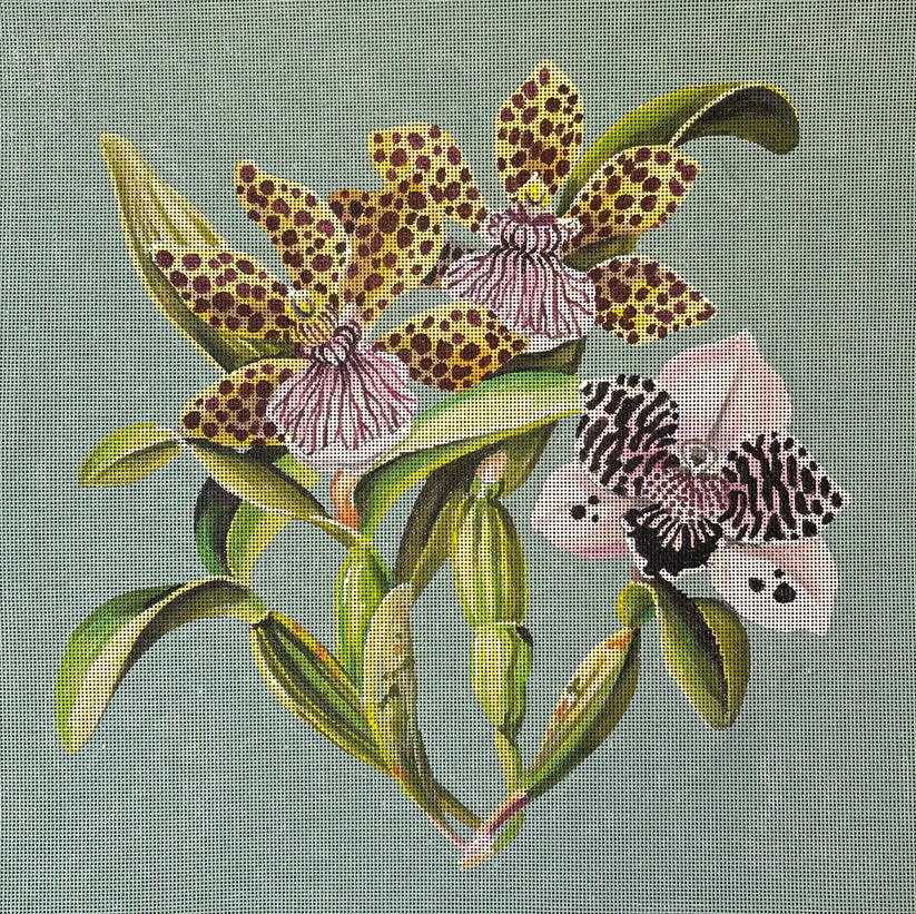 Speckled Orchid