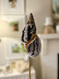 Seashell Front & Back
