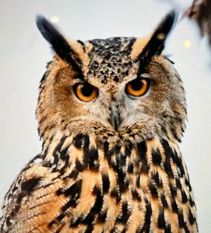 Flaco - The New York City Owl