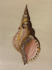 Conch Seashell 2 Sided Front & Back