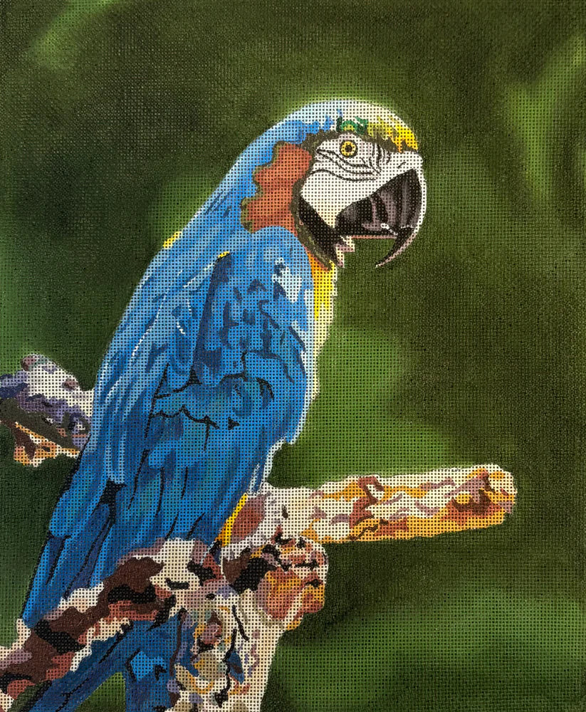 Blue Parrot
