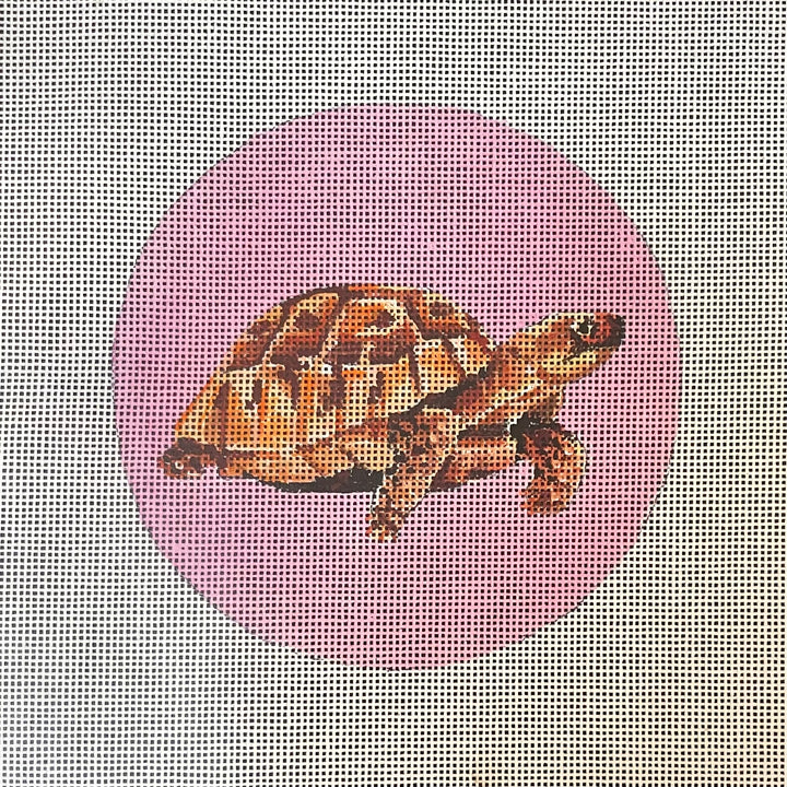 Box Turtle on Pink