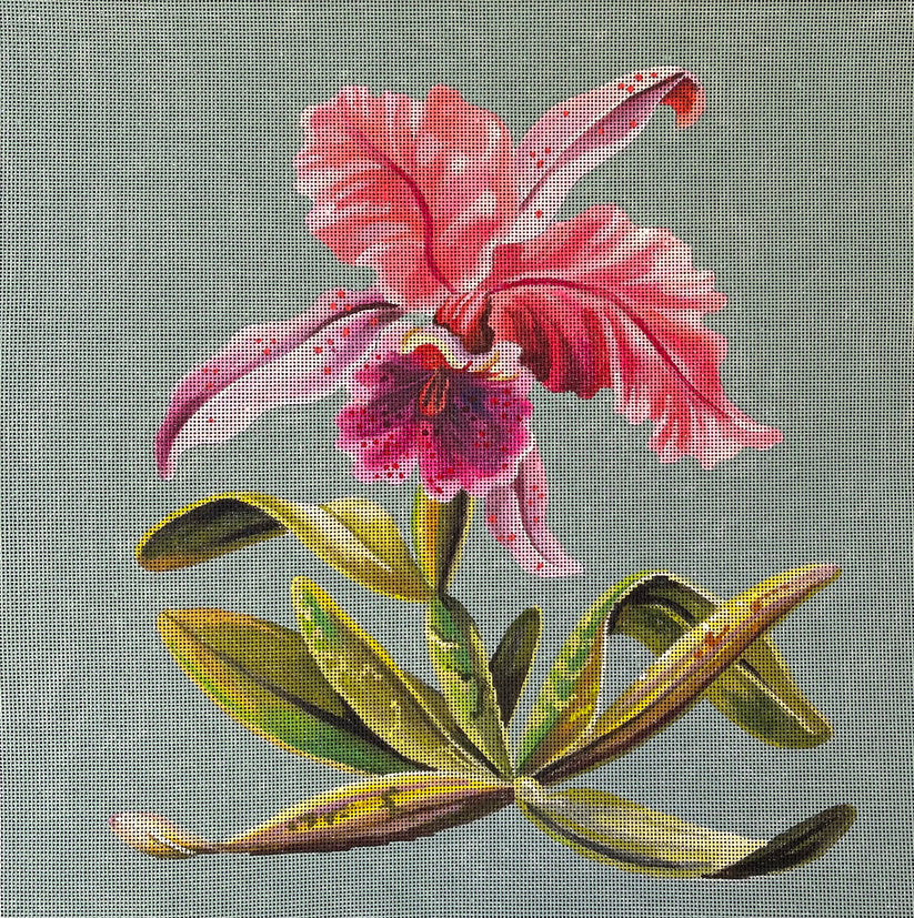 Pink Orchid