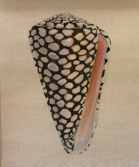 Speckled Seashell 2 Sided Front & Back