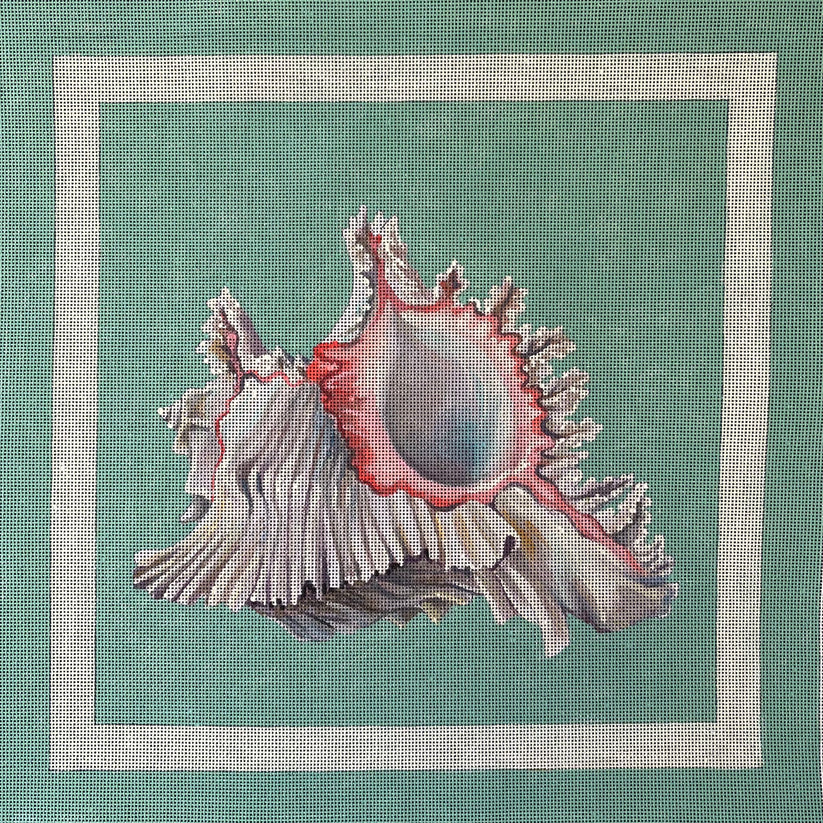 Spiny Conch