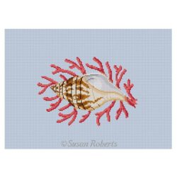 Tulip Shell With Coral